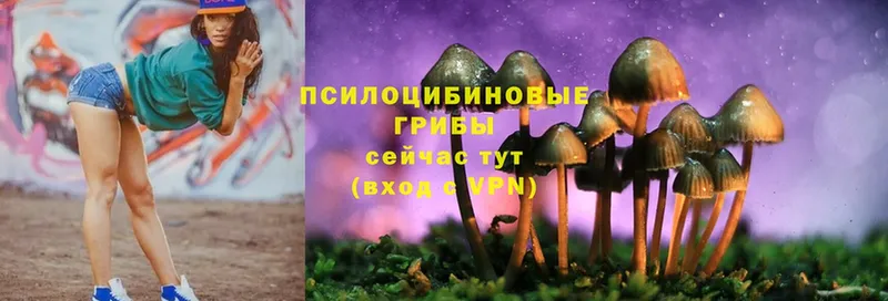 Псилоцибиновые грибы Psilocybe  даркнет сайт  Воркута 